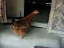 Kuroiler hen is capable of laying 120-150 eggs